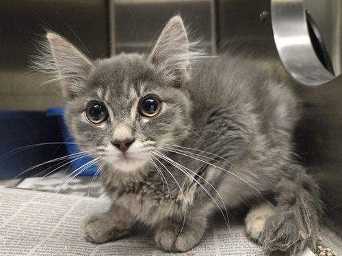A1049654, an adoptable Domestic Short Hair in Martinez, CA