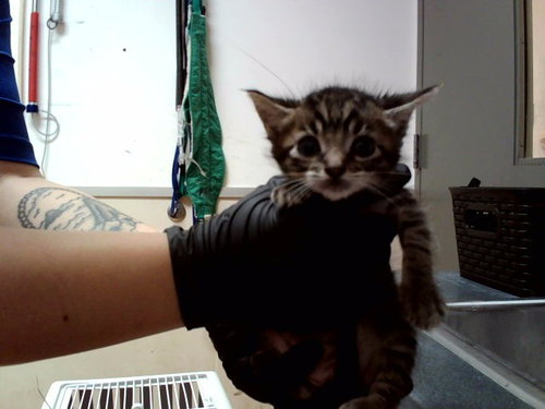 A1048294, an adoptable Domestic Short Hair in Martinez, CA