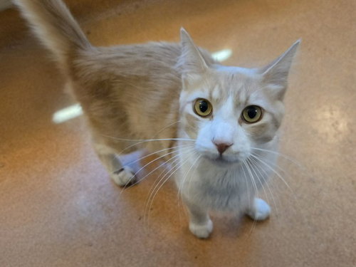 HENRY, an adoptable Domestic Short Hair in Martinez, CA