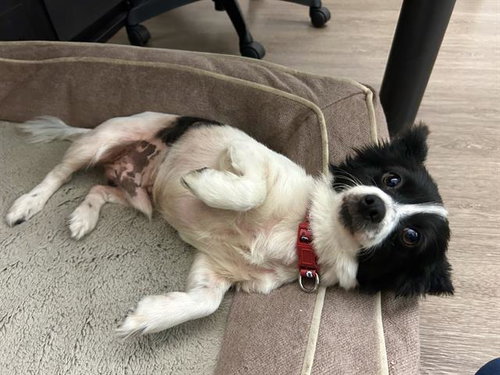 Oreo