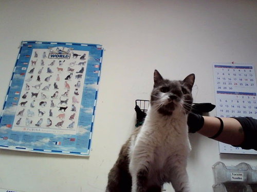Missy