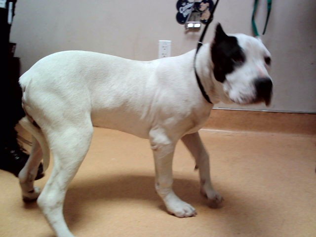 TYCHO