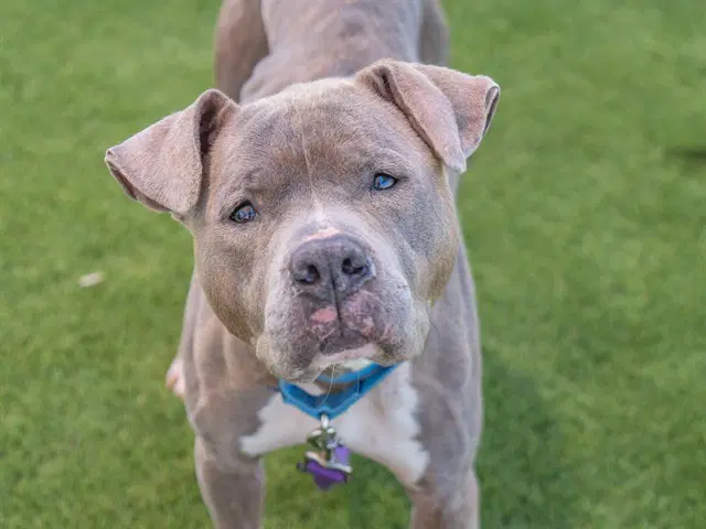 Nora - Pit Bull Terrier