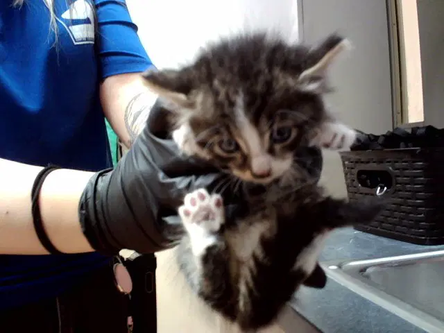 Unknown - Domestic Medium Hair