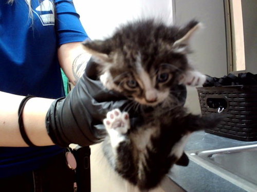 picture of the cat needing adoption