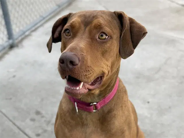 Penny - Doberman Pinscher