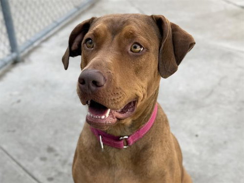 picture of the dog needing adoption