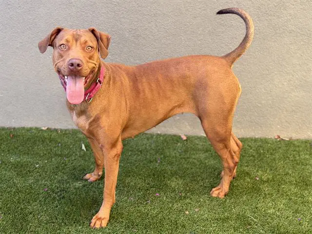 Penny - Doberman Pinscher