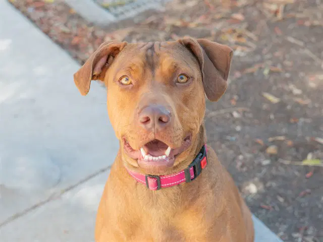 Penny - Doberman Pinscher