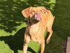 MAGILLA GORILLA — Martinez, CA Adoption