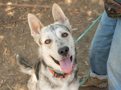picture of the dog needing adoption