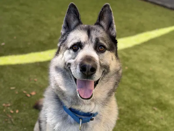 Stan - German Shepherd Dog