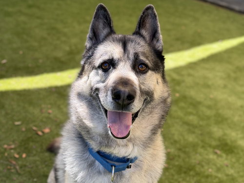 picture of the dog needing adoption