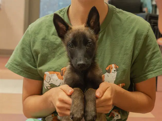 Mavis - Belgian Shepherd Malinois