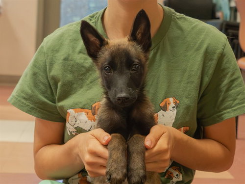 picture of the dog needing adoption