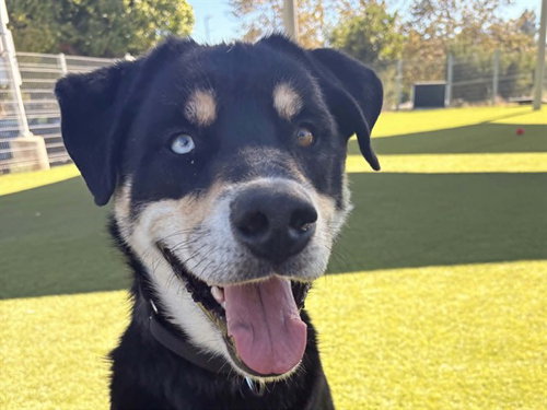picture of the dog needing adoption
