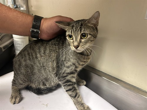 picture of the cat needing adoption
