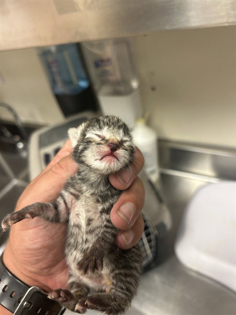 picture of the cat needing adoption