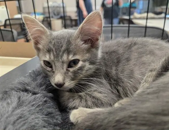 Corfu - Domestic Short Hair