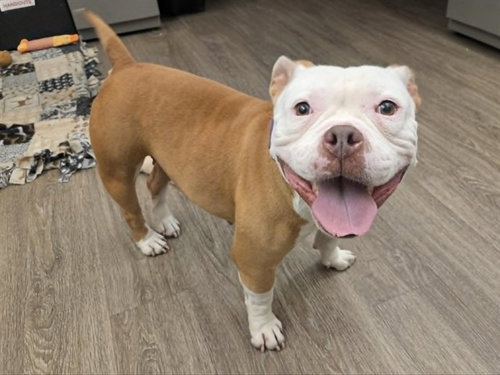 picture of the dog needing adoption