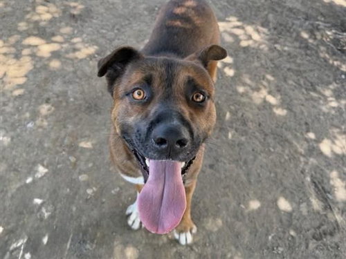 picture of the dog needing adoption