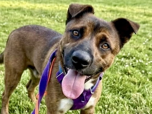 picture of the dog needing adoption