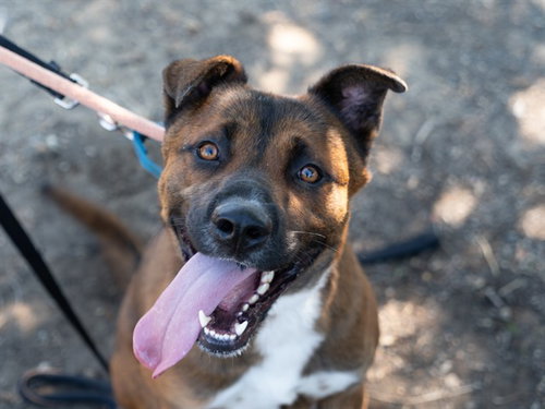 JASON, a dog for adoption from Contra Costa Animal Services
