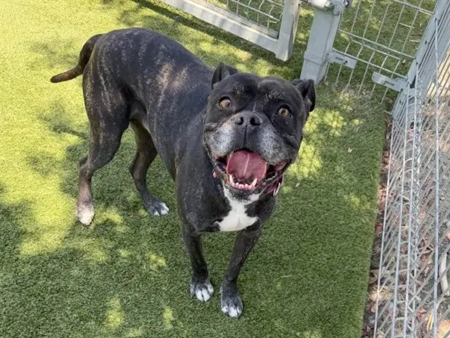 Gordon - Boxer