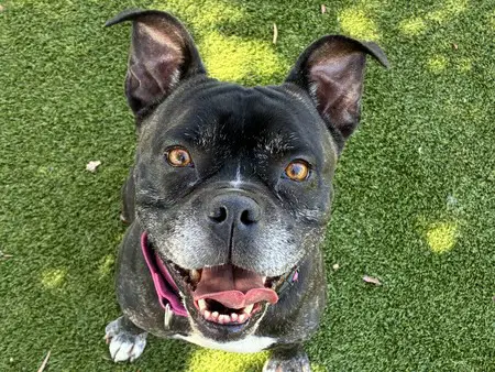 Gordon - Boxer