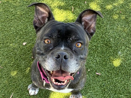 picture of the dog needing adoption