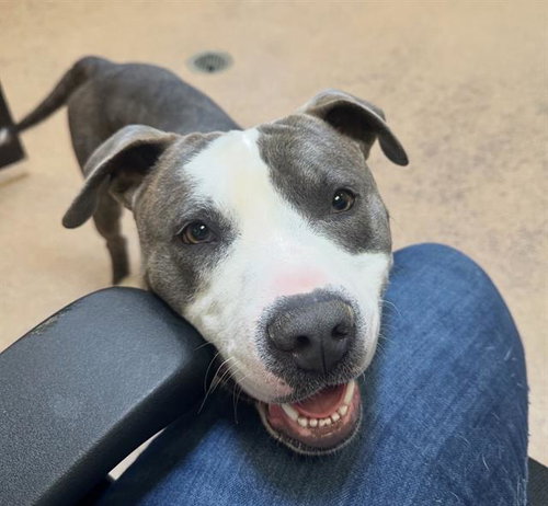 picture of the dog needing adoption