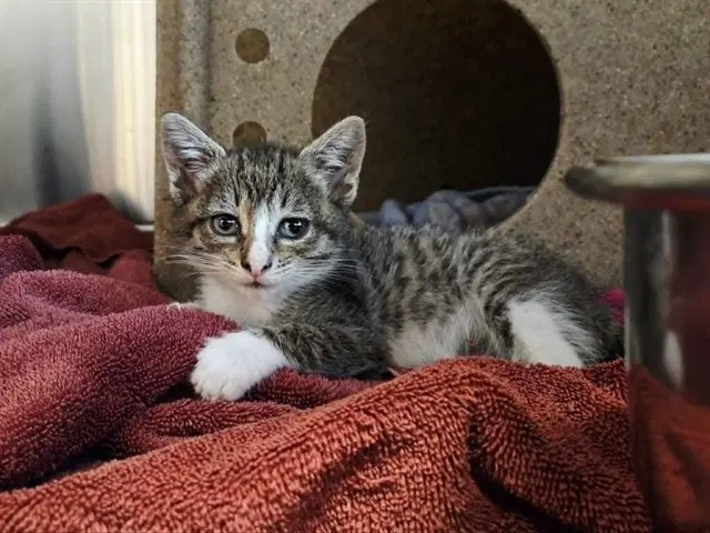 Unknown - Domestic Short Hair