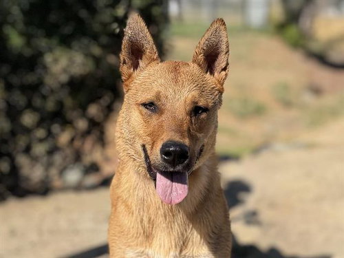 picture of the dog needing adoption