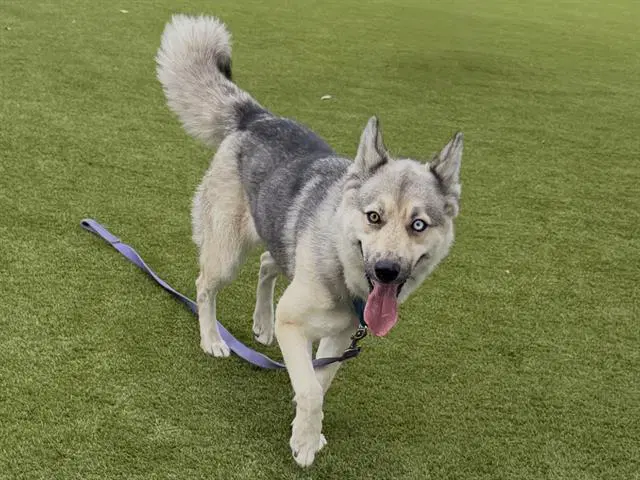 Klondike - Siberian Husky