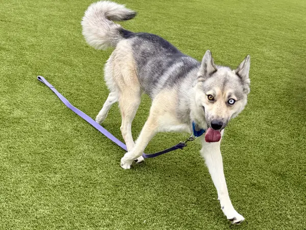 Klondike - Siberian Husky