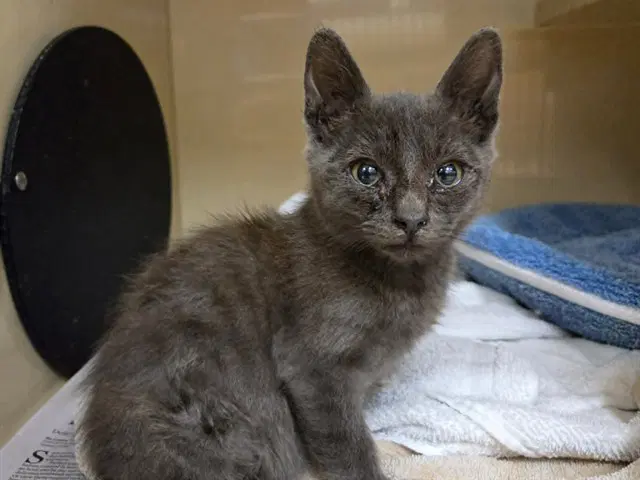 Unknown - Domestic Short Hair
