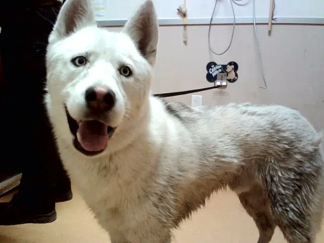 Yukon - Siberian Husky