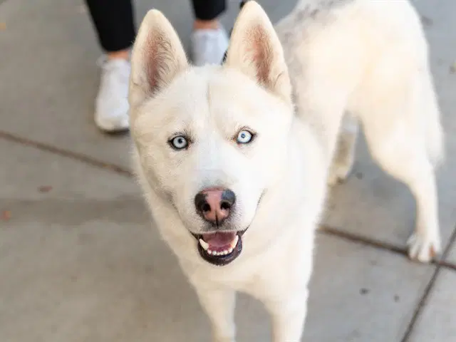 Yukon - Siberian Husky