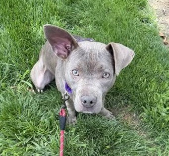 picture of the dog needing adoption