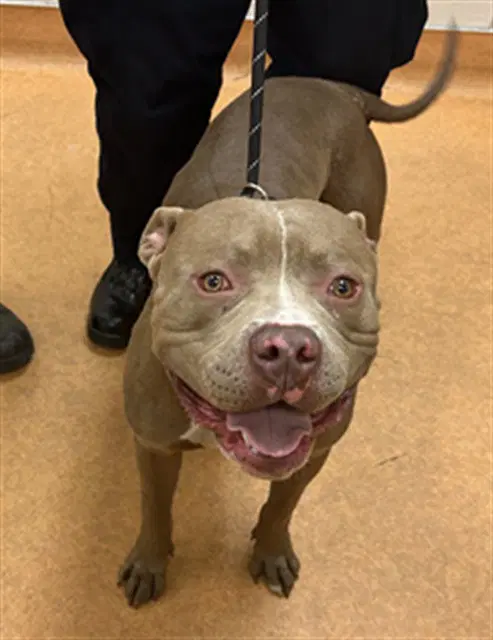 Mike Wazowski - Pit Bull Terrier