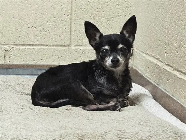 Lexie - Chihuahua