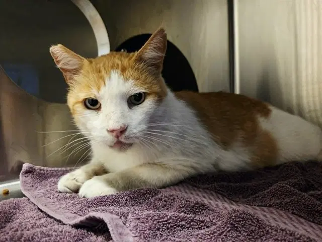 Malcolm - Domestic Short Hair