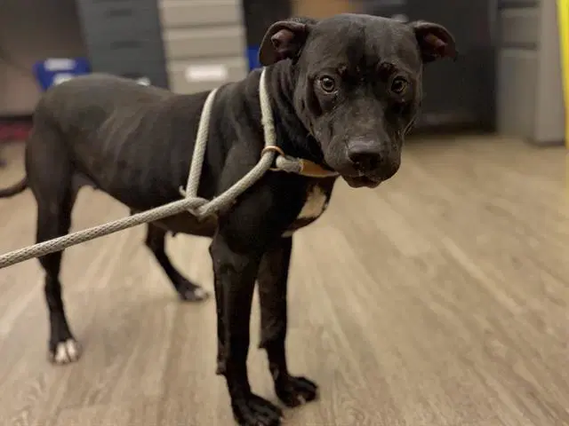 Eve - Pit Bull Terrier