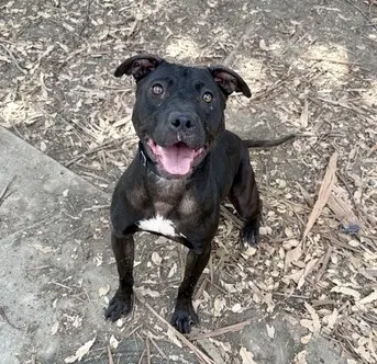 Eve - Pit Bull Terrier