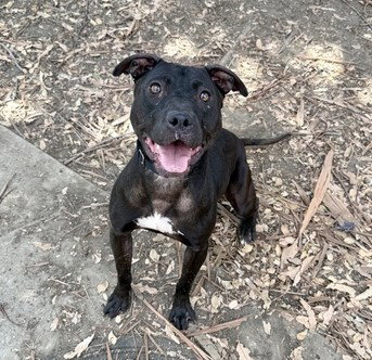 picture of the dog needing adoption