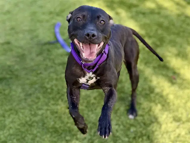 Eve - Pit Bull Terrier