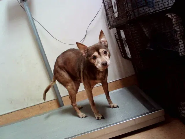 Unknown - Terrier