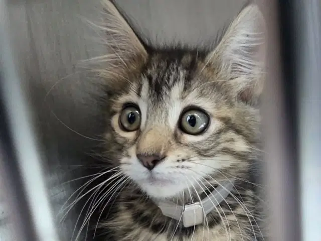 Unknown - Domestic Medium Hair