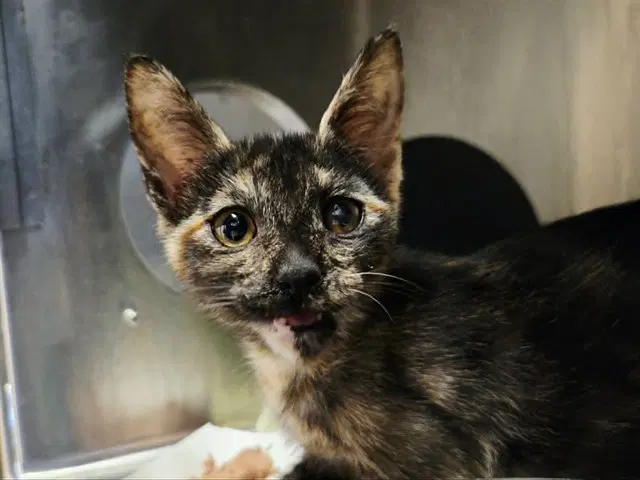 Unknown - Domestic Short Hair