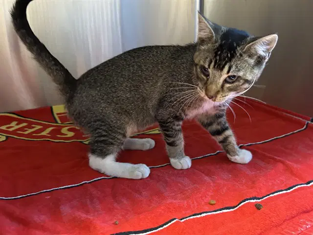 Unknown - Domestic Short Hair